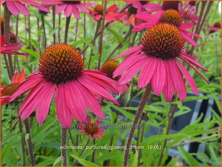 Echinacea purpurea &amp;#x0027;Glowing Dream&amp;#x0027; | Zonnehoed | Roter Sonnenhut