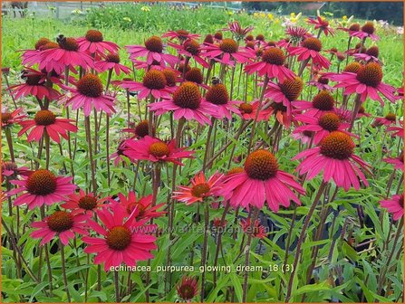 Echinacea purpurea &amp;#x0027;Glowing Dream&amp;#x0027; | Zonnehoed | Roter Sonnenhut