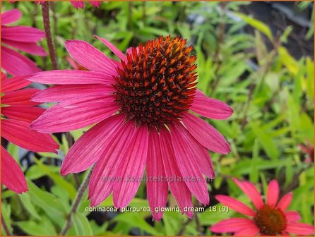 Echinacea purpurea &amp;#x0027;Glowing Dream&amp;#x0027; | Zonnehoed | Roter Sonnenhut