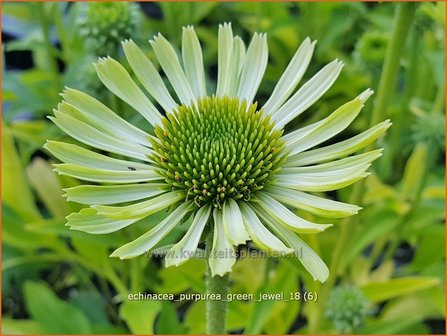 Echinacea purpurea &#039;Green Jewel&#039; | Rode zonnehoed, Zonnehoed | Roter Sonnenhut