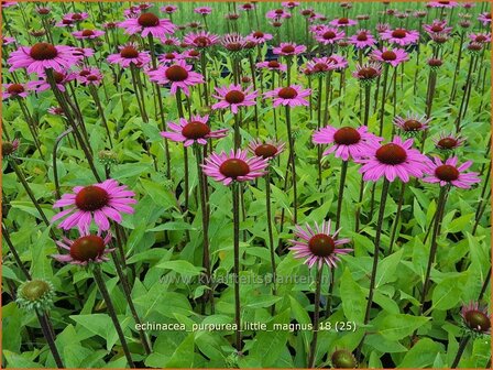 Echinacea purpurea &#039;Little Magnus&#039; | Rode zonnehoed, Zonnehoed | Roter Sonnenhut