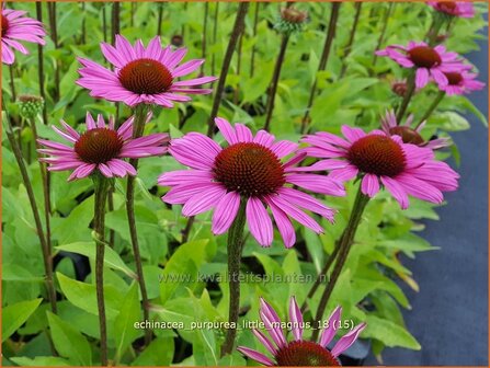 Echinacea purpurea &#039;Little Magnus&#039; | Rode zonnehoed, Zonnehoed | Roter Sonnenhut