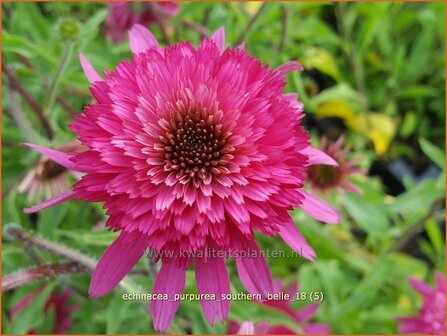 Echinacea purpurea &#039;Southern Belle&#039; | Rode zonnehoed, Zonnehoed | Roter Sonnenhut