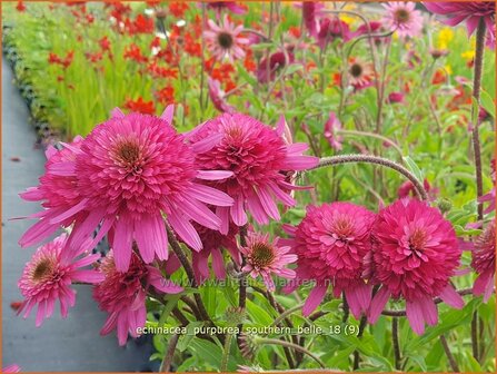 Echinacea purpurea &#039;Southern Belle&#039; | Rode zonnehoed, Zonnehoed | Roter Sonnenhut