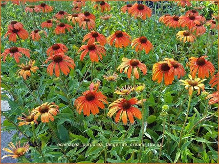 Echinacea purpurea &#039;Tangerine Dream&#039; | Rode zonnehoed, Zonnehoed | Roter Sonnenhut