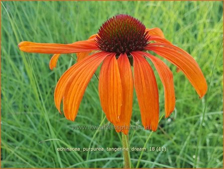 Echinacea purpurea &#039;Tangerine Dream&#039; | Rode zonnehoed, Zonnehoed | Roter Sonnenhut