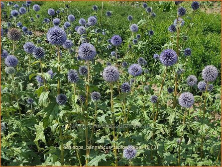 Echinops bannaticus &#039;Taplow Blue&#039; | Kogeldistel | Banater Kugeldistel