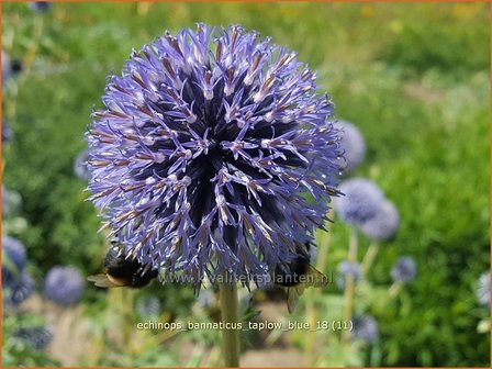 Echinops bannaticus &#039;Taplow Blue&#039; | Kogeldistel | Banater Kugeldistel | Blue Globe Thistle