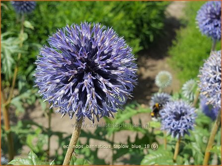 Echinops bannaticus &#039;Taplow Blue&#039; | Kogeldistel | Banater Kugeldistel