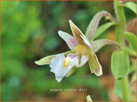 Epipactis palustris | Wespenorchis, Orchidee, Orchis | Sumpf-Stendelwurz