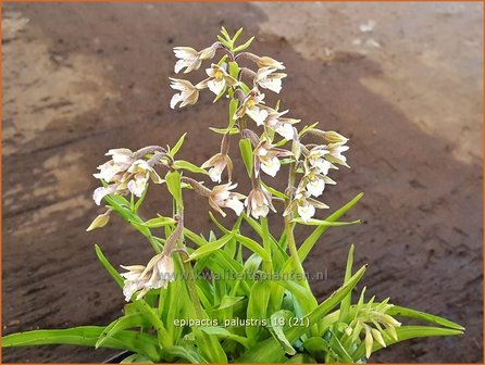 Epipactis palustris | Wespenorchis, Orchidee, Orchis | Sumpf-Stendelwurz