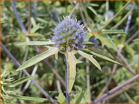 Eryngium tripartitum | Kruisdistel | Dreiteilige Mannstreu