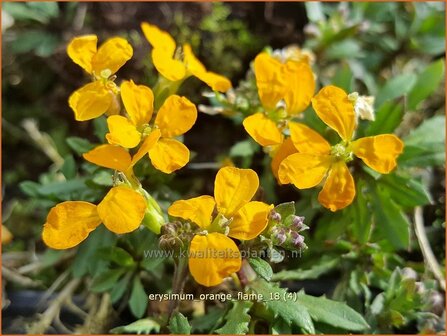 Erysimum &#039;Orange Flame&#039; | Vaste muurbloem, Steenraket, Muurbloem | Sch&ouml;terich