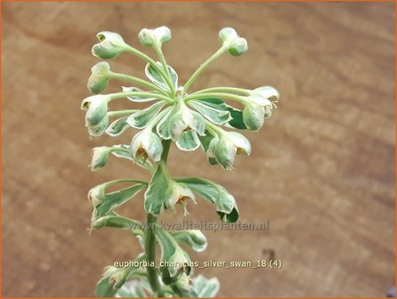 Euphorbia characias &#039;Silver Swan&#039; | Wolfsmelk | Palisaden-Wolfsmilch