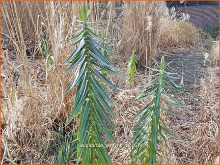 Euphorbia lathyris | Kruisbladwolfsmelk, Mollenplant, Wolfsmelk | Kreuzbl&auml;ttrige Wolfsmilch