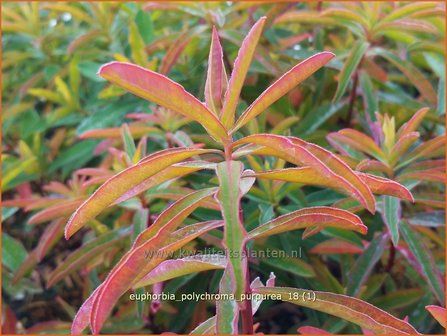 Euphorbia polychroma &#039;Purpurea&#039; | Kleurige wolfsmelk, Wolfsmelk | Gold-Wolfsmilch