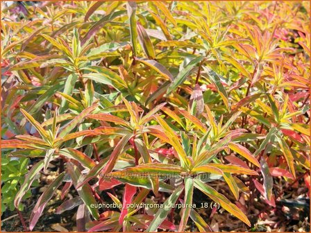 Euphorbia polychroma &#039;Purpurea&#039; | Kleurige wolfsmelk, Wolfsmelk | Gold-Wolfsmilch