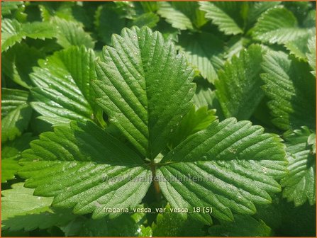 Fragaria vesca var. vesca | Bosaardbei, Aardbei | Walderdbeere