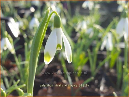 Galanthus nivalis &#039;Viridapice&#039; | Gewoon sneeuwklokje, Sneeuwklokje | Kleines Schneegl&ouml;ckchen | Common Snowdrop