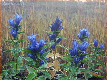 Gentiana asclepiadea | Zijdeplantgentiaan, Gentiaan | Schwalbenwurz-Enzian