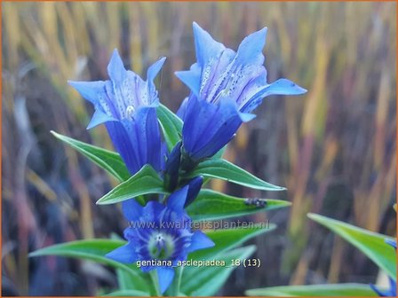 Gentiana asclepiadea | Zijdeplantgentiaan, Gentiaan | Schwalbenwurz-Enzian