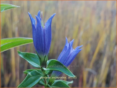 Gentiana asclepiadea | Zijdeplantgentiaan, Gentiaan | Schwalbenwurz-Enzian