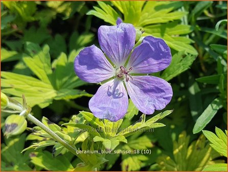 Geranium &#039;Blue Sunrise&#039; | Ooievaarsbek, Tuingeranium | Storchschnabel