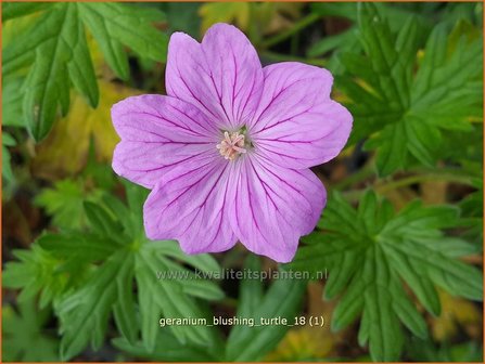 Geranium &#039;Blushing Turtle&#039; | Ooievaarsbek, Tuingeranium | Storchschnabel