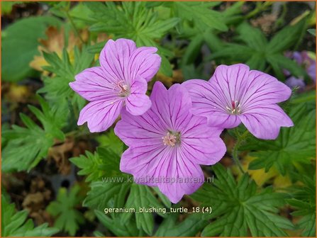 Geranium &#039;Blushing Turtle&#039; | Ooievaarsbek, Tuingeranium | Storchschnabel