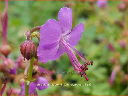 Geranium macrorrhizum &#039;Olympos&#039; | Ooievaarsbek, Tuingeranium | Balkan-Storchschnabel