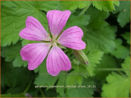 Geranium oxonianum &#039;Claridge Druce&#039; | Ooievaarsbek, Tuingeranium | Oxford-Storchschnabel