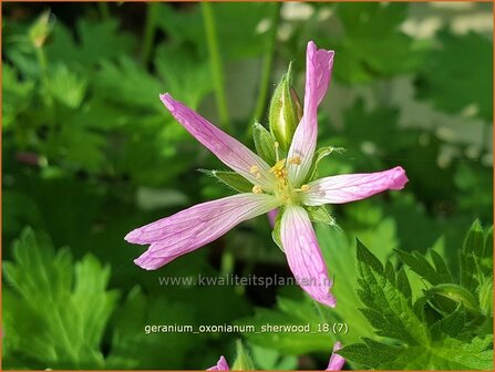 Geranium oxonianum &#039;Sherwood&#039; | Ooievaarsbek, Tuingeranium | Oxford-Storchschnabel