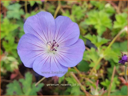 Geranium &#039;Rozanne&#039; | Ooievaarsbek, Tuingeranium | Storchschnabel