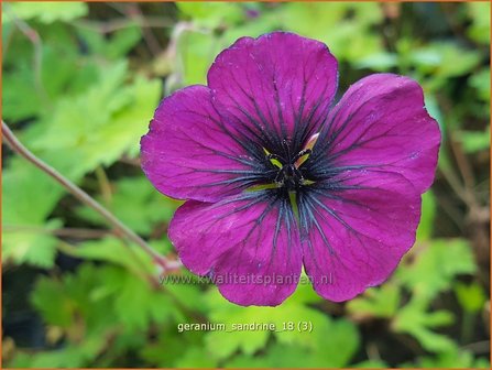 Geranium &#039;Sandrine&#039; | Ooievaarsbek, Tuingeranium | Storchschnabel