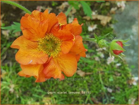 Geum &#039;Scarlet Tempest&#039; | Nagelkruid | Nelkenwurz