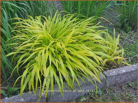 Hakonechloa macra &amp;#x0027;All Gold&amp;#x0027; | Japans bosgras, Japans siergras | Berggras