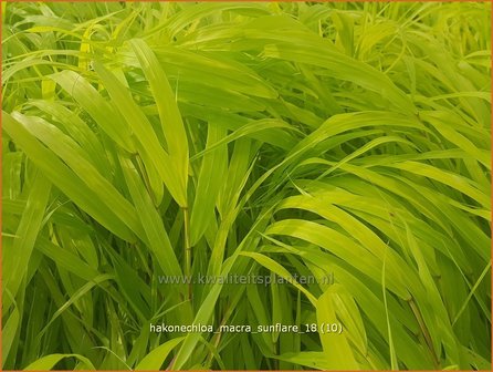 Hakonechloa macra &#039;Sunflare&#039; | Japans bosgras, Japans siergras | Berggras