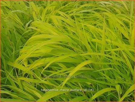 Hakonechloa macra &#039;Sunflare&#039; | Japans bosgras, Japans siergras | Berggras