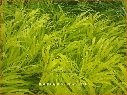 Hakonechloa macra &#039;Sunflare&#039; | Japans bosgras, Japans siergras | Berggras