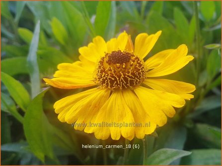 Helenium &#039;Carmen&#039; | Zonnekruid | Sonnenbraut