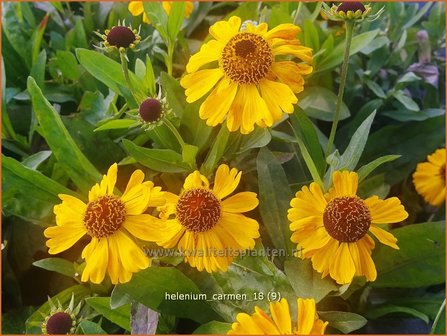 Helenium &#039;Carmen&#039; | Zonnekruid | Sonnenbraut