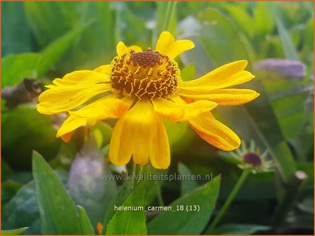 Helenium &#039;Carmen&#039; | Zonnekruid | Sonnenbraut