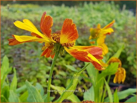 Helenium &#039;Flammenrad&#039; | Zonnekruid | Sonnenbraut