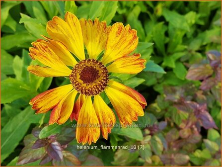 Helenium &#039;Flammenrad&#039; | Zonnekruid | Sonnenbraut