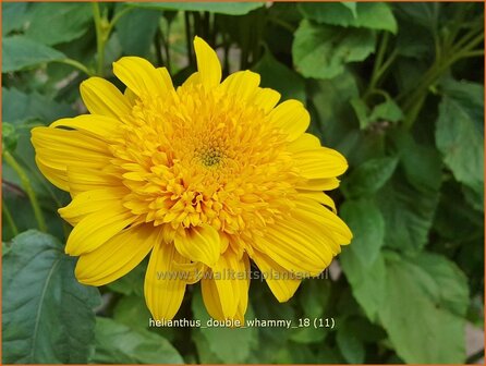 Helianthus &#039;Double Whammy&#039; | Vaste zonnebloem | Stauden-Sonnenblume