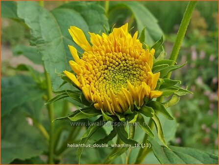 Helianthus &#039;Double Whammy&#039; | Vaste zonnebloem | Stauden-Sonnenblume