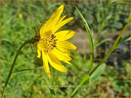 Helianthus kellermanii | Vaste zonnebloem | Kellermanns Sonnenblume