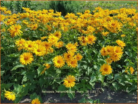 Heliopsis helianthoides &#039;Mars&#039; | Zonneoog | Gew&ouml;hnliches Sonnenauge