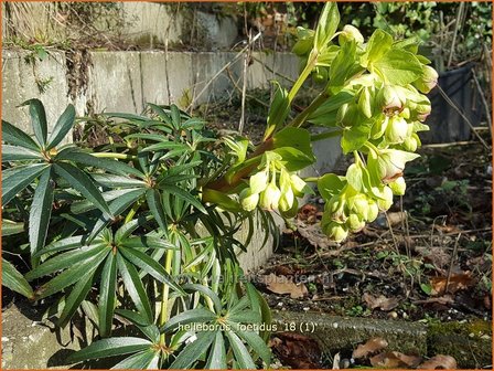 Helleborus foetidus | Stinkend nieskruid, Nieskruid | Palmblatt-Nieswurz