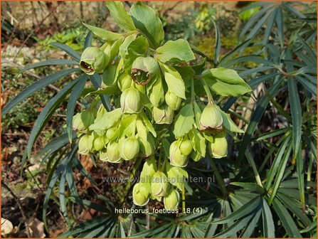 Helleborus foetidus | Stinkend nieskruid, Nieskruid | Palmblatt-Nieswurz